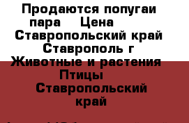 Продаются попугаи (пара) › Цена ­ 900 - Ставропольский край, Ставрополь г. Животные и растения » Птицы   . Ставропольский край